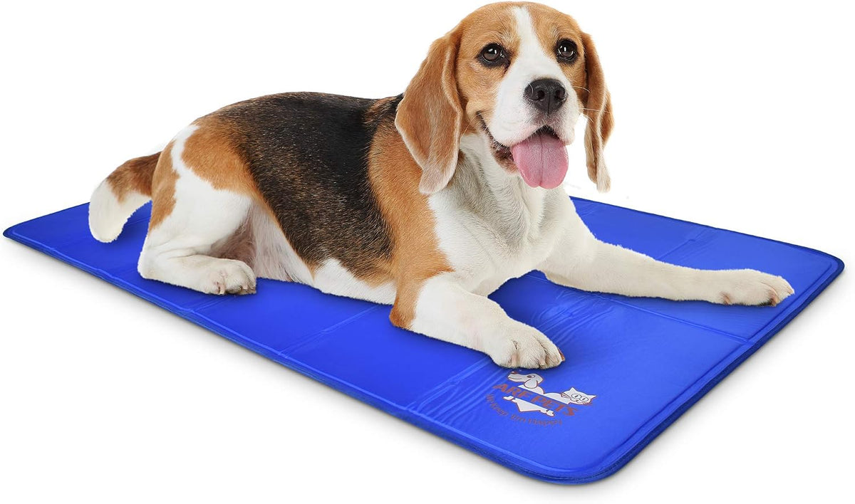 Beagle lying with tongue out on a blue cooling mat photographed from the front-right