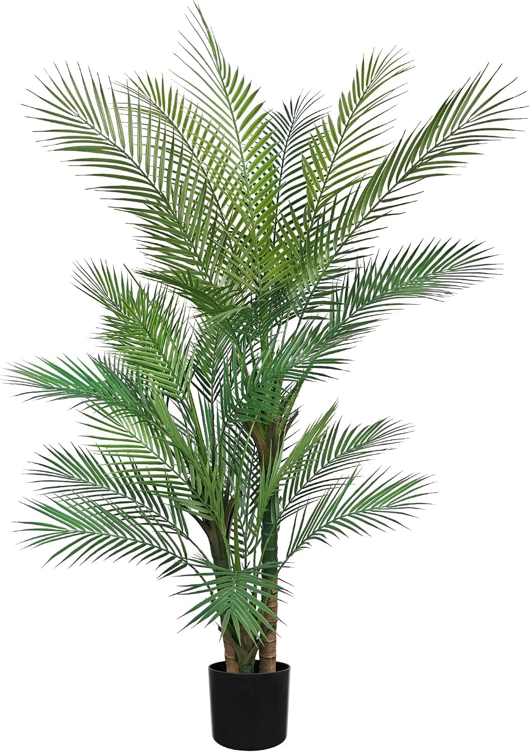 Cropped studio view highlighting dense layered fronds and mid-height foliage above a short black planter on white.