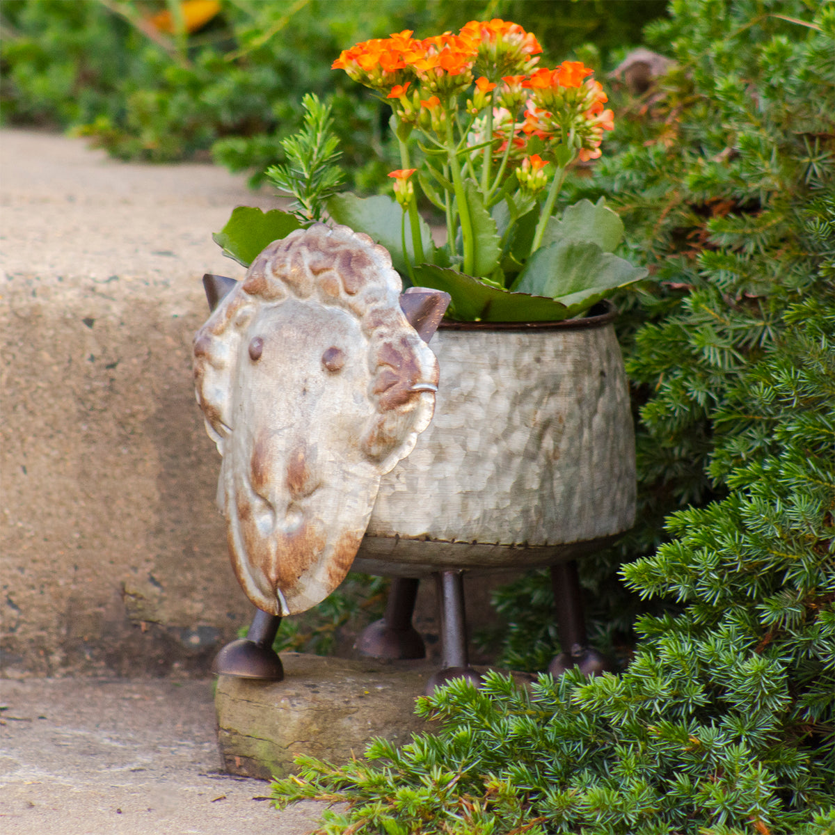 Galvanized Animal Planter - Sheep
