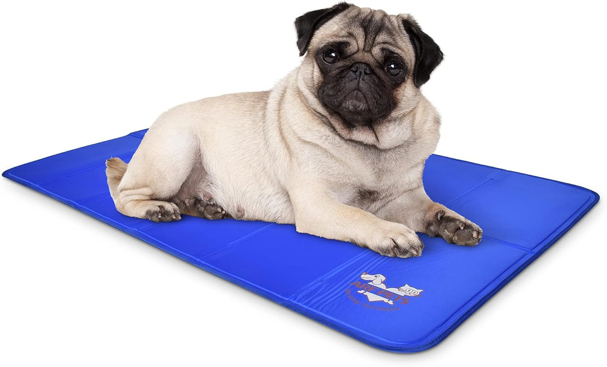 Light fawn pug reclining on a blue gel cooling mat shown from a low angle