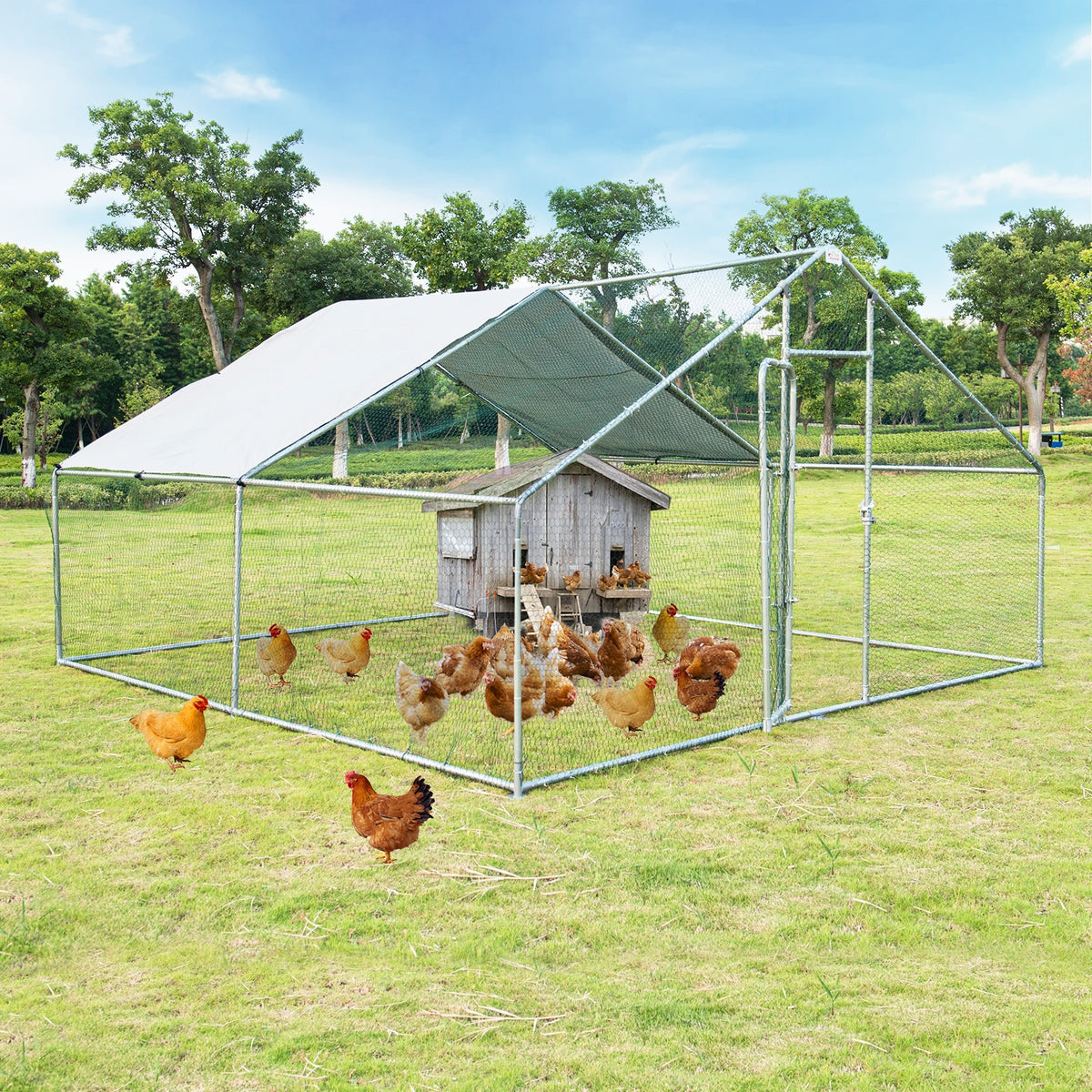 A covered wire chicken run stands on grass around a small wooden coop, with chickens gathered inside and nearby.