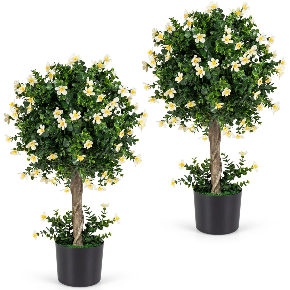 Two flowering topiary trees with rounded leafy crowns and black pots on a white background.