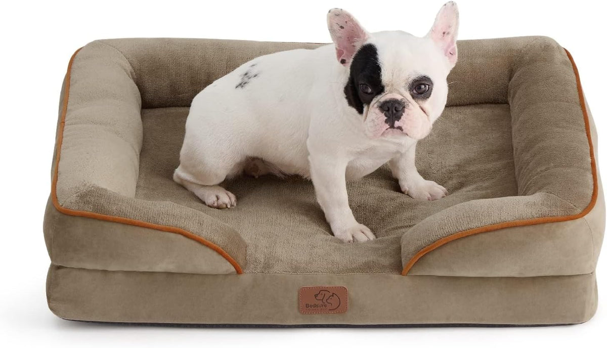 Small white French bulldog sitting on a light brown rectangular bolster dog bed with orange piping.