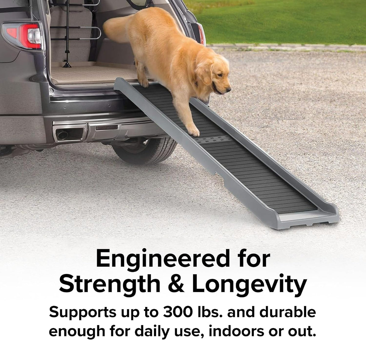 Golden retriever mid‑step on the ramp leading from an open SUV cargo area to gravel, showing tread and rear bumper.