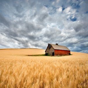 Barn In Wheatfield Outdoor Canvas Wall Art