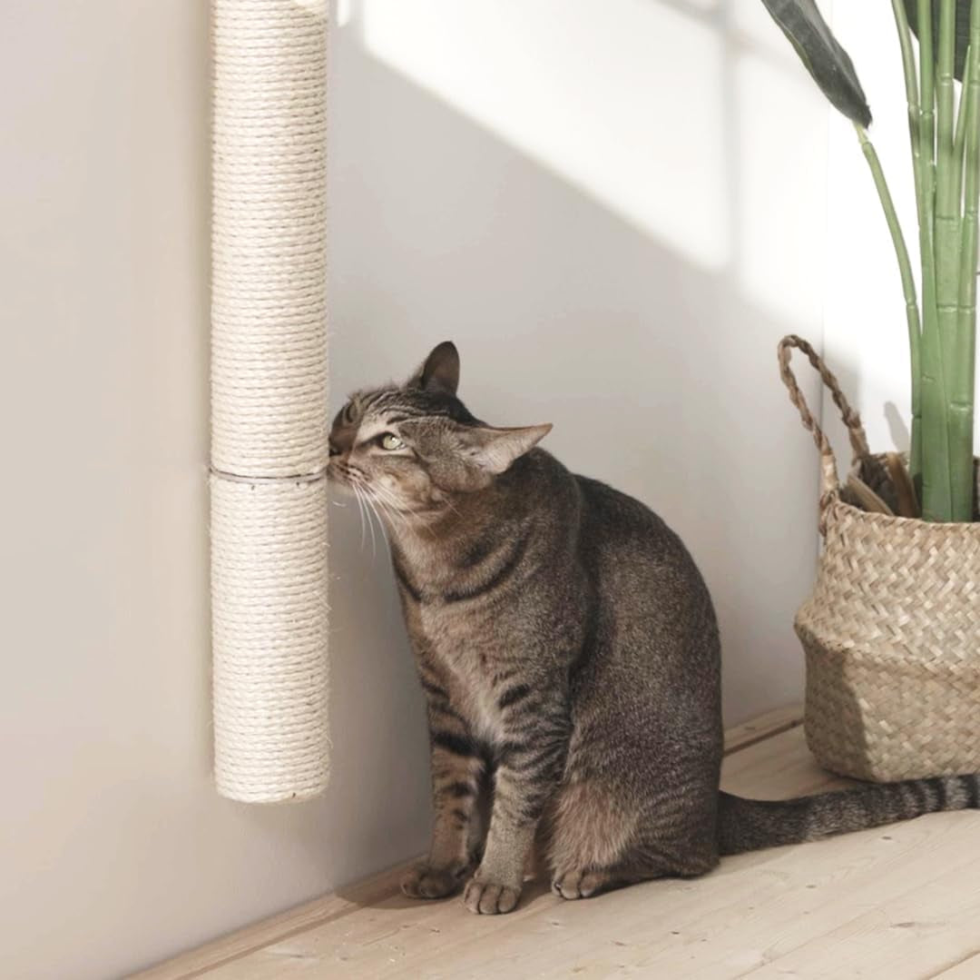 Tabby cat sitting on a wooden floor rubbing its head against a wall-mounted sisal scratching post beside a woven plant