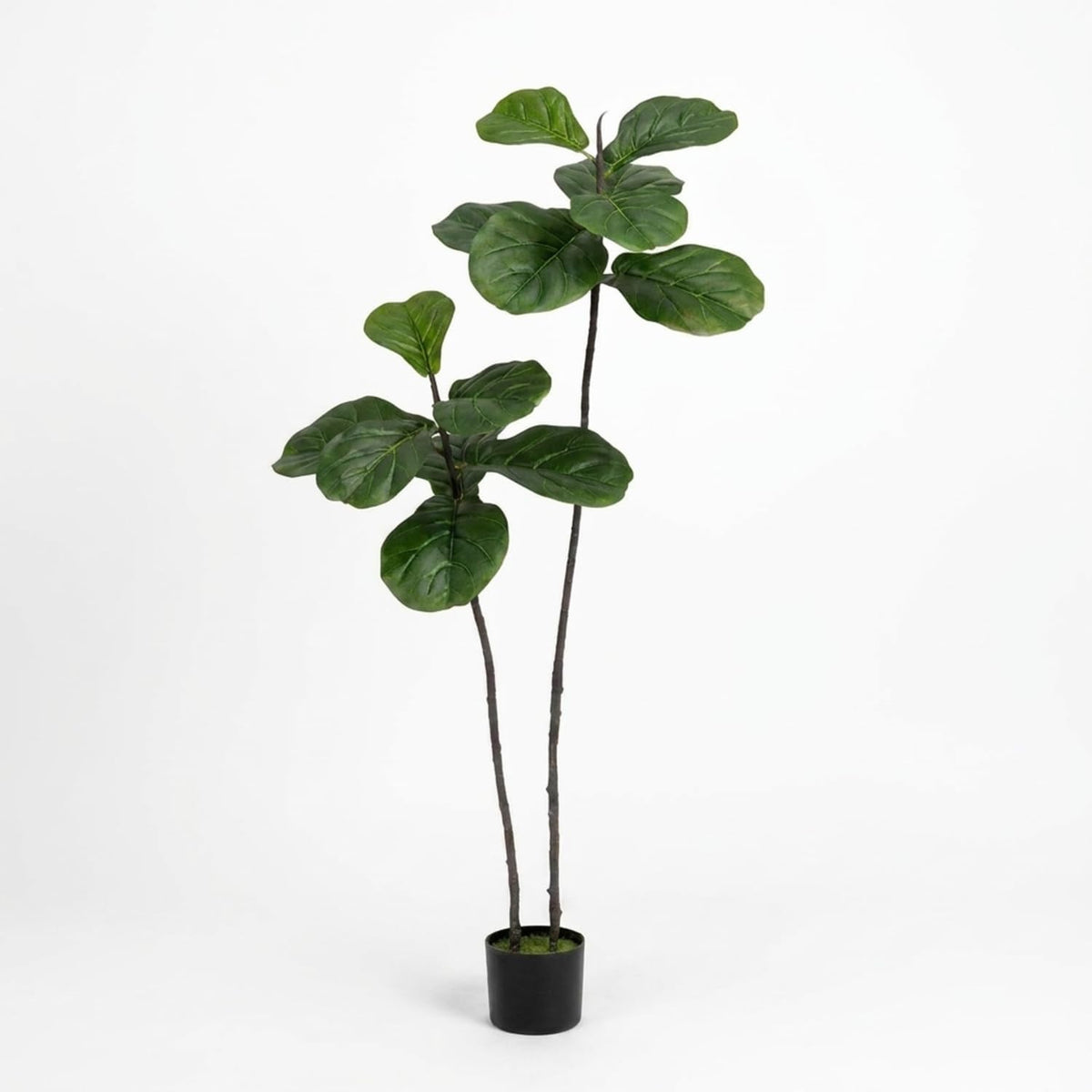 Two long slender trunks with layered green fiddle-leaf clusters in a small black planter on plain white