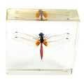 REALBUG Dragonfly Paperweight(3x3x1)