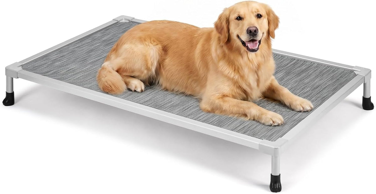 Studio image of a golden retriever resting on a silver raised dog bed against a white background.