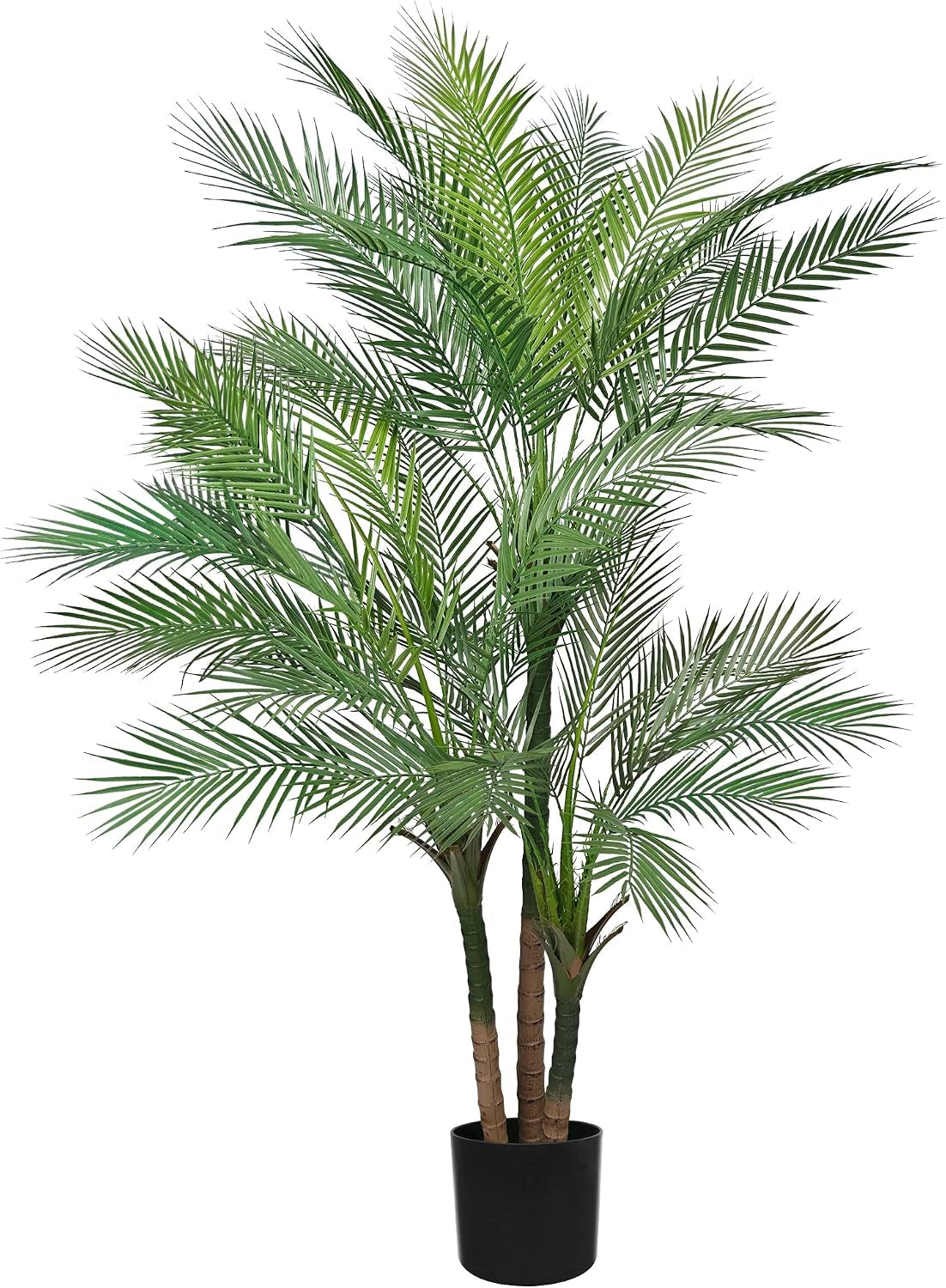 Golden cane palm tree with three trunks in a black pot, front view on white background