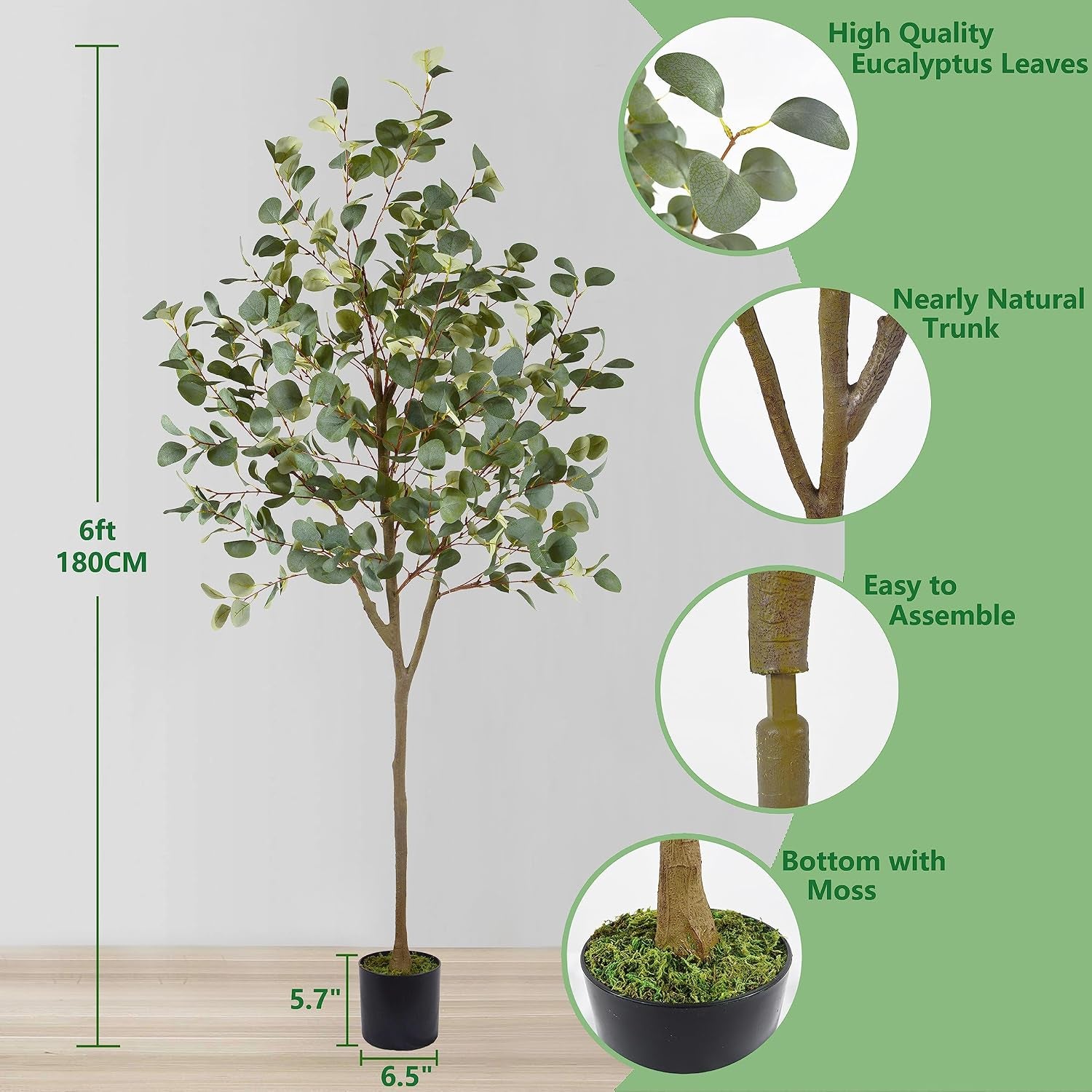 Graphic showing 6 ft tree dimensions with close-ups of eucalyptus leaves, trunk connection and mossed base
