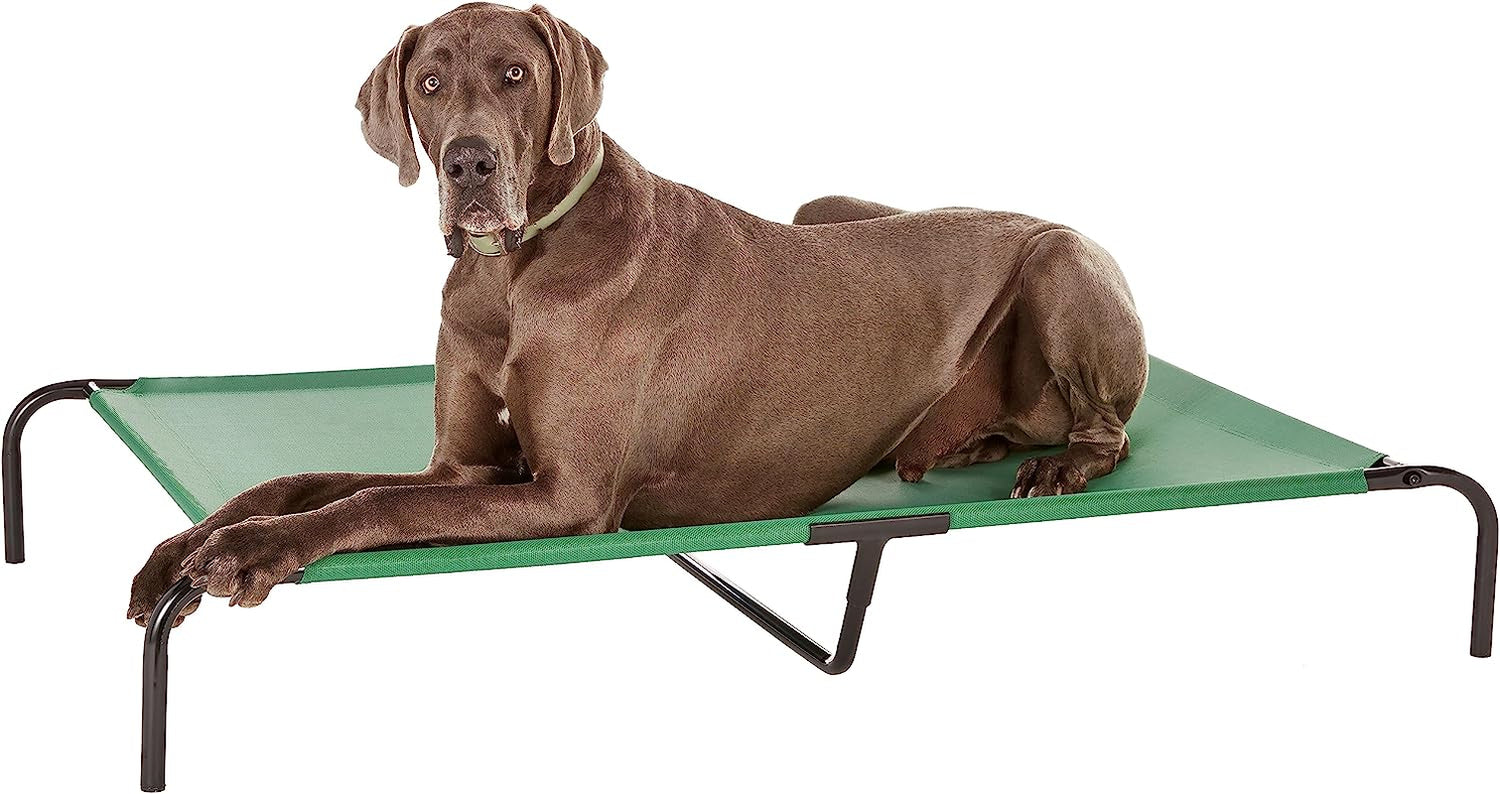 Large brown dog reclining on a green elevated dog bed photographed on a white background.
