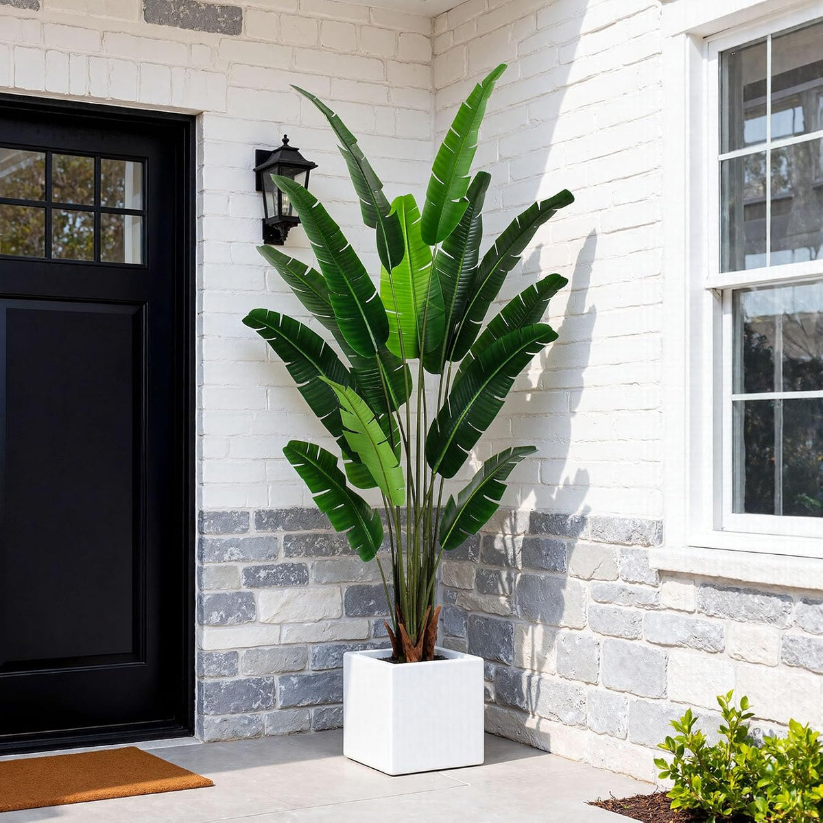 Bird of paradise tree with tall green leaves in a white square pot, angled front view at a home's entryway