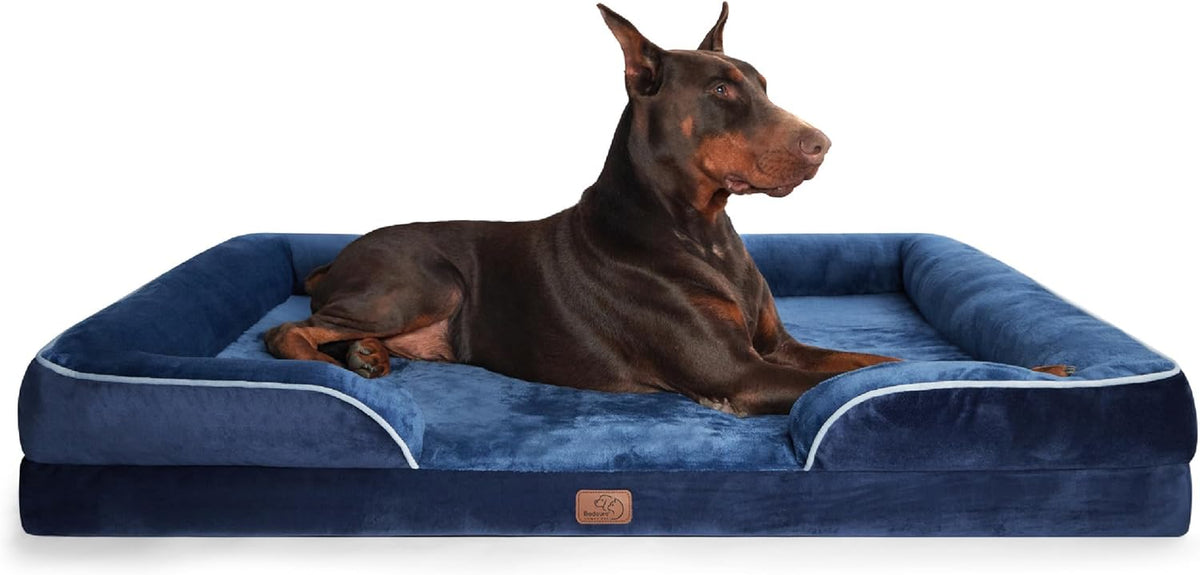 Large dark brown Doberman reclining on a navy blue bolstered rectangular dog bed