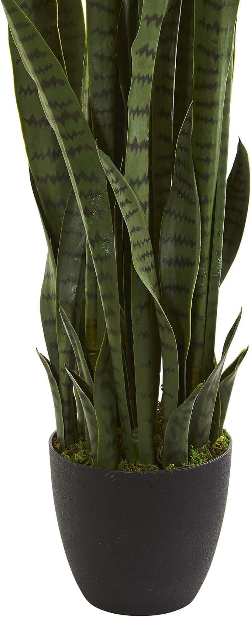 Lower-close view of multiple Sansevieria leaves emerging from a weighted black planter topped with decorative moss