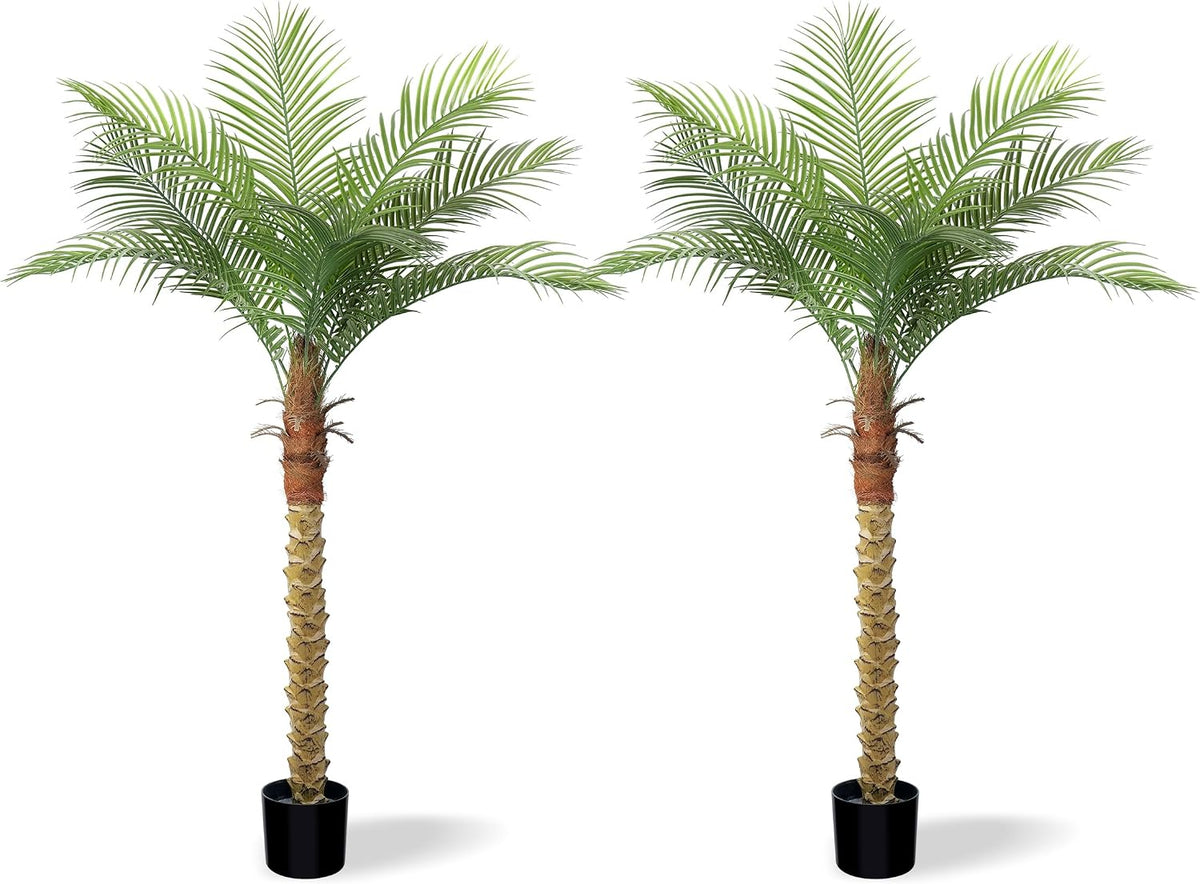 Two shorter‑trunk palms displayed side‑by‑side emphasizing their symmetrical, spreading foliage.