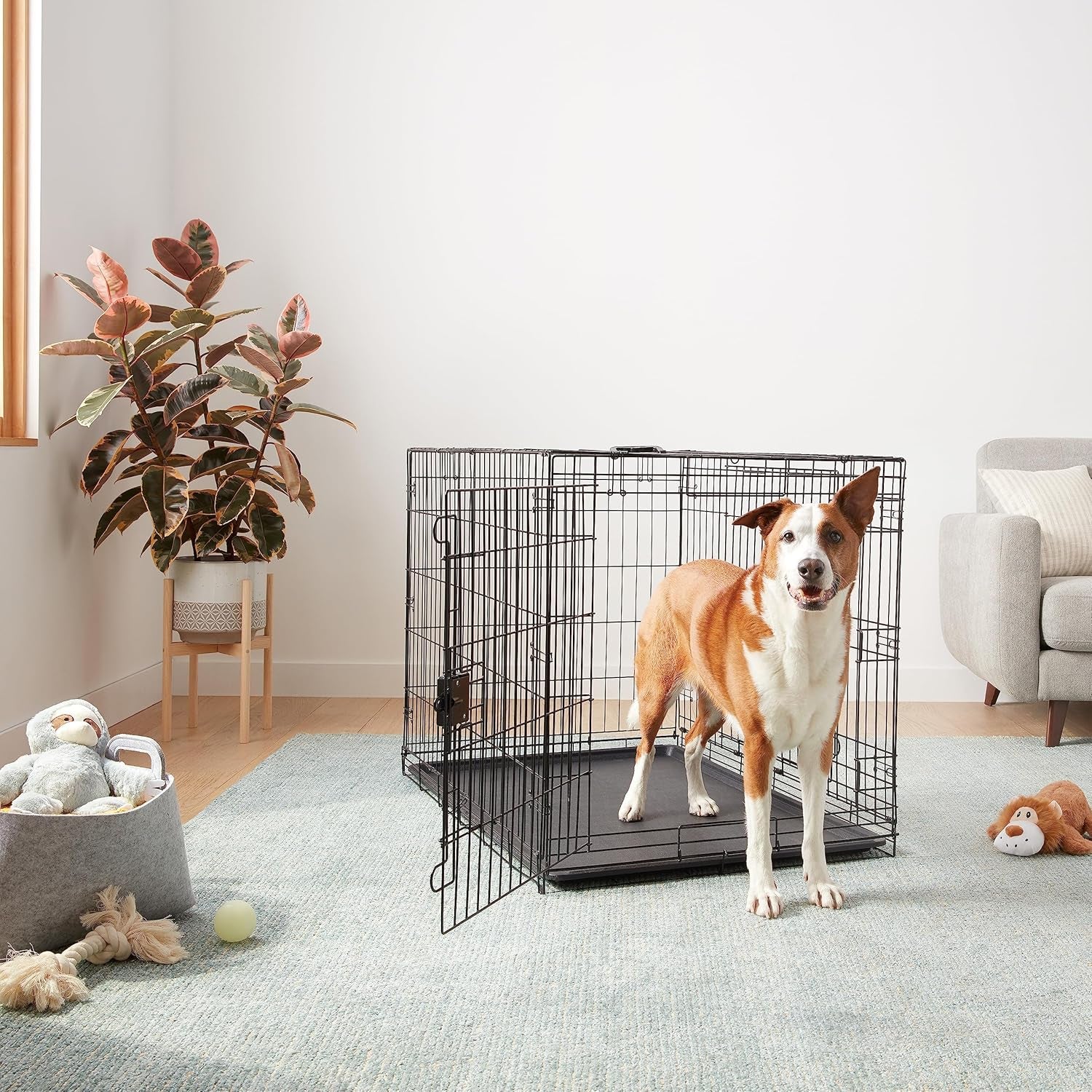 Lifestyle shot of a black wire dog crate with both doors open and a medium dog standing on the tray in a living room
