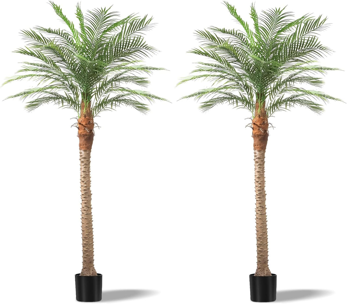 Two tall single-trunk palms placed side-by-side on a white background showing textured bark and full crown shapes.