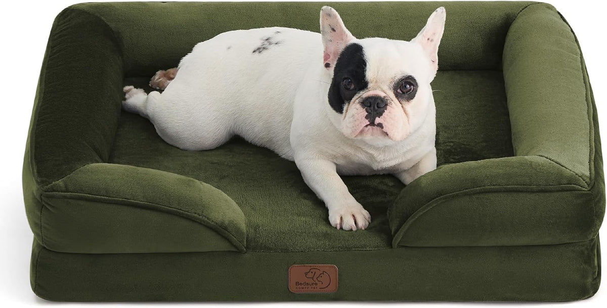 White and black French bulldog lying in an olive green bolstered rectangular dog bed, facing forward
