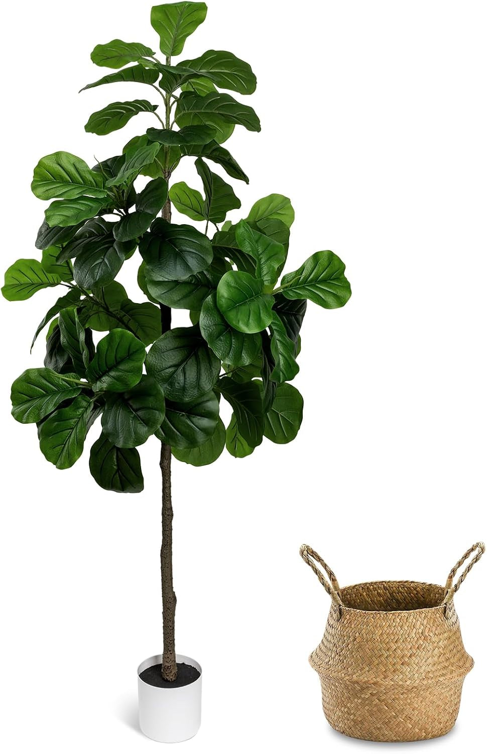 Tall fiddle-leaf fig in a white pot shown beside a woven seagrass basket on a white background