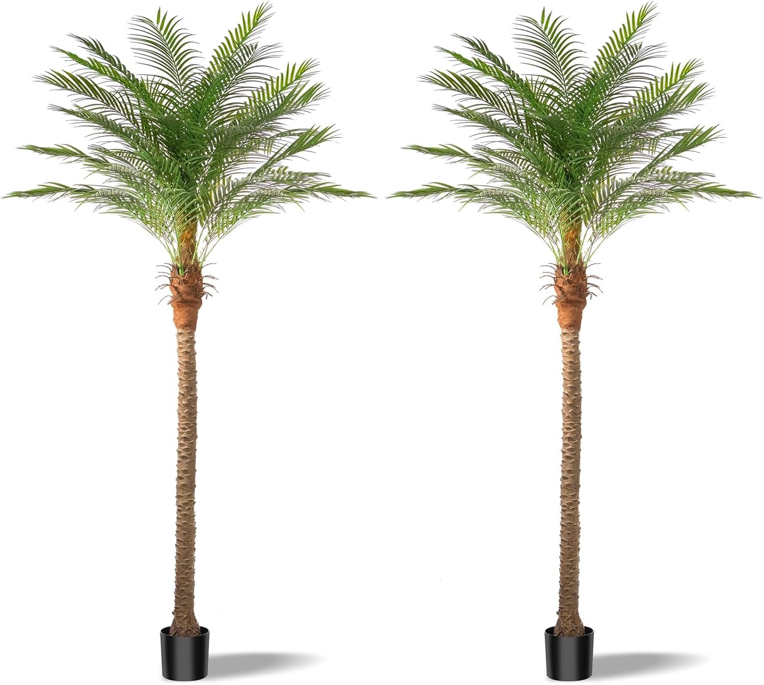 Two tall palms standing side‑by‑side on a white background, each in a small black pot with soft shadows.