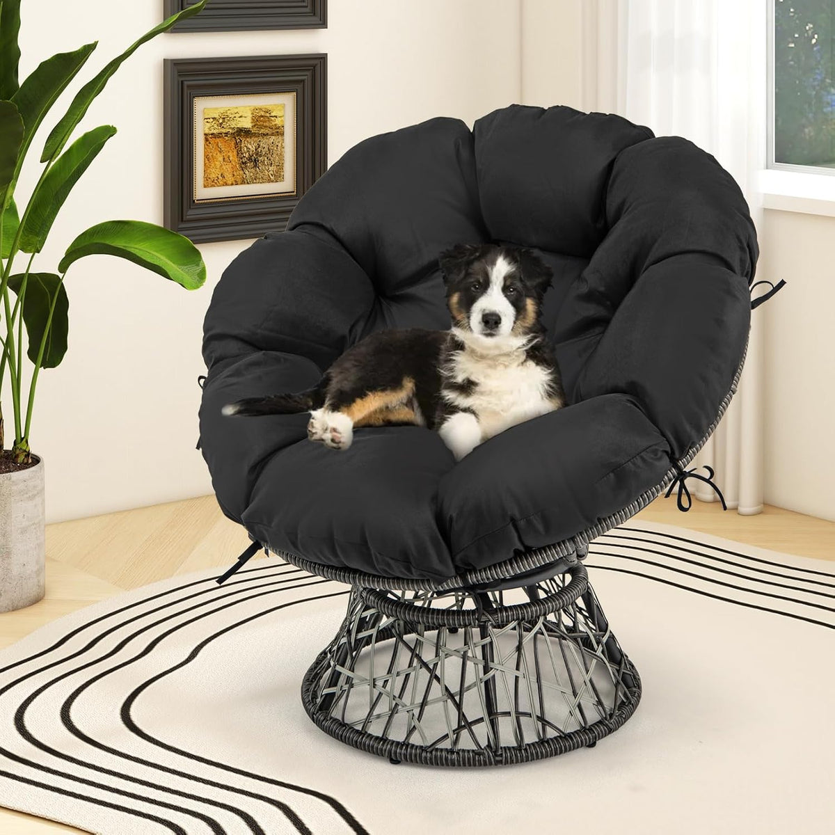 Black papasan chair in a bright corner with a small tricolor puppy lounging on the cushion.