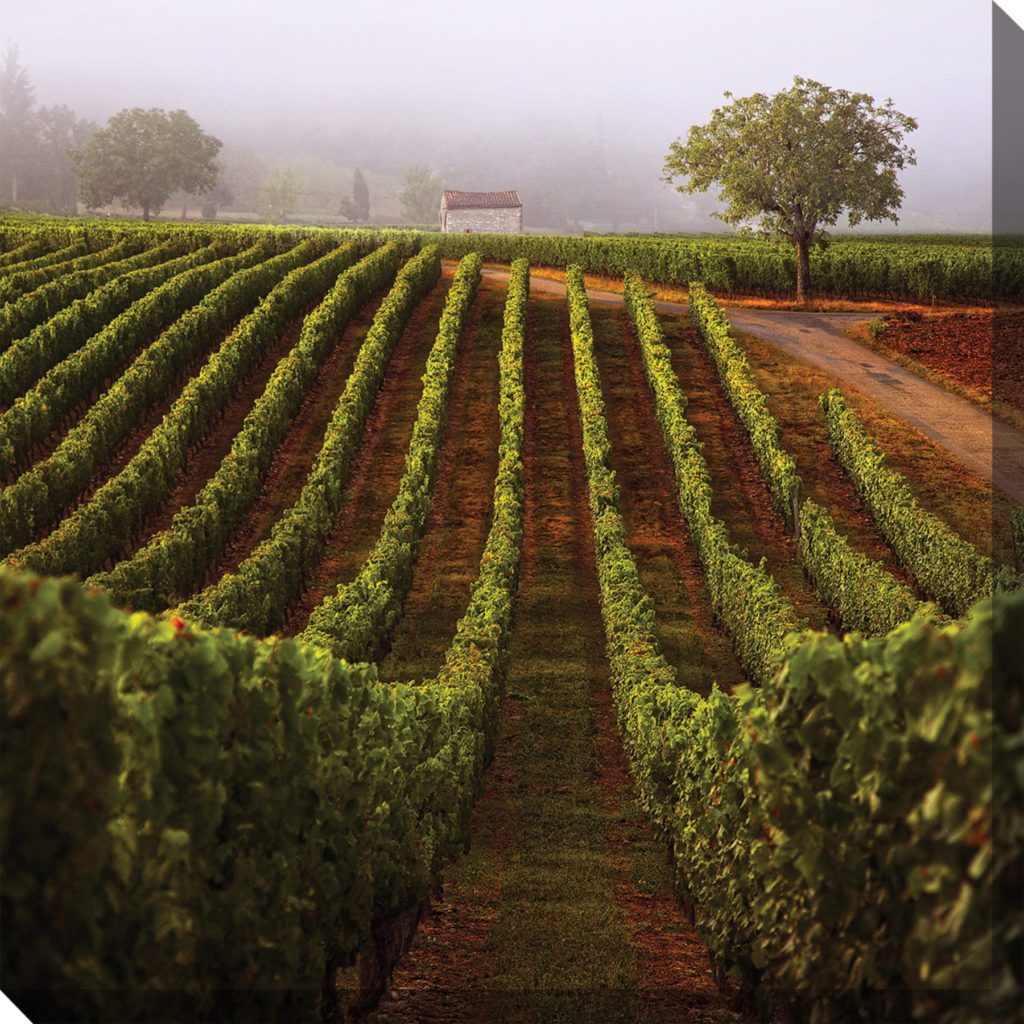 Walk Through Vineyard Outdoor Canvas Wall Art