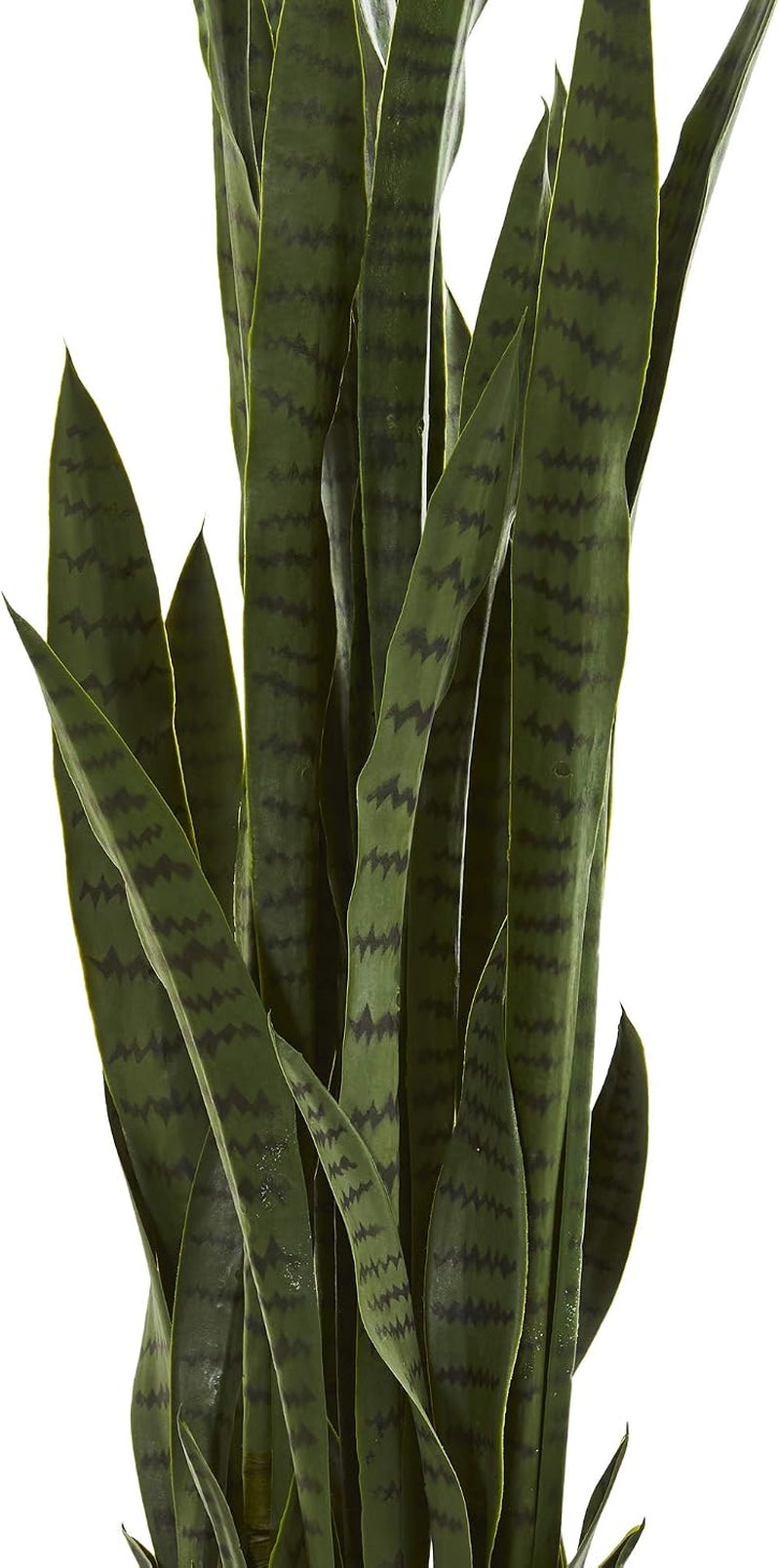 Close-up of tall green Sansevieria leaves showing distinctive dark horizontal striping and upright form