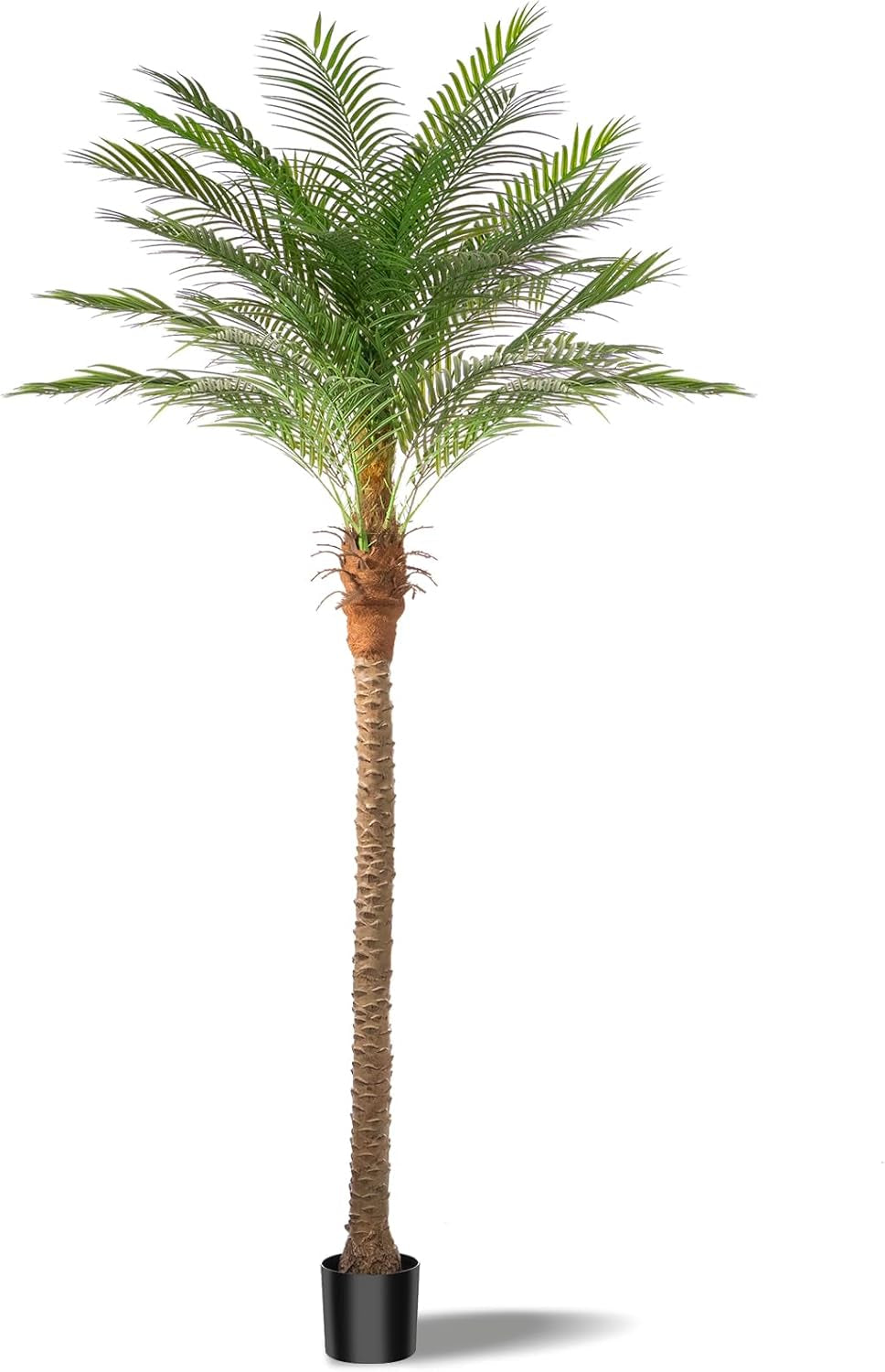 Palm shown with a wide, fanned crown of arching fronds and the upper trunk wrapped in fibrous material.