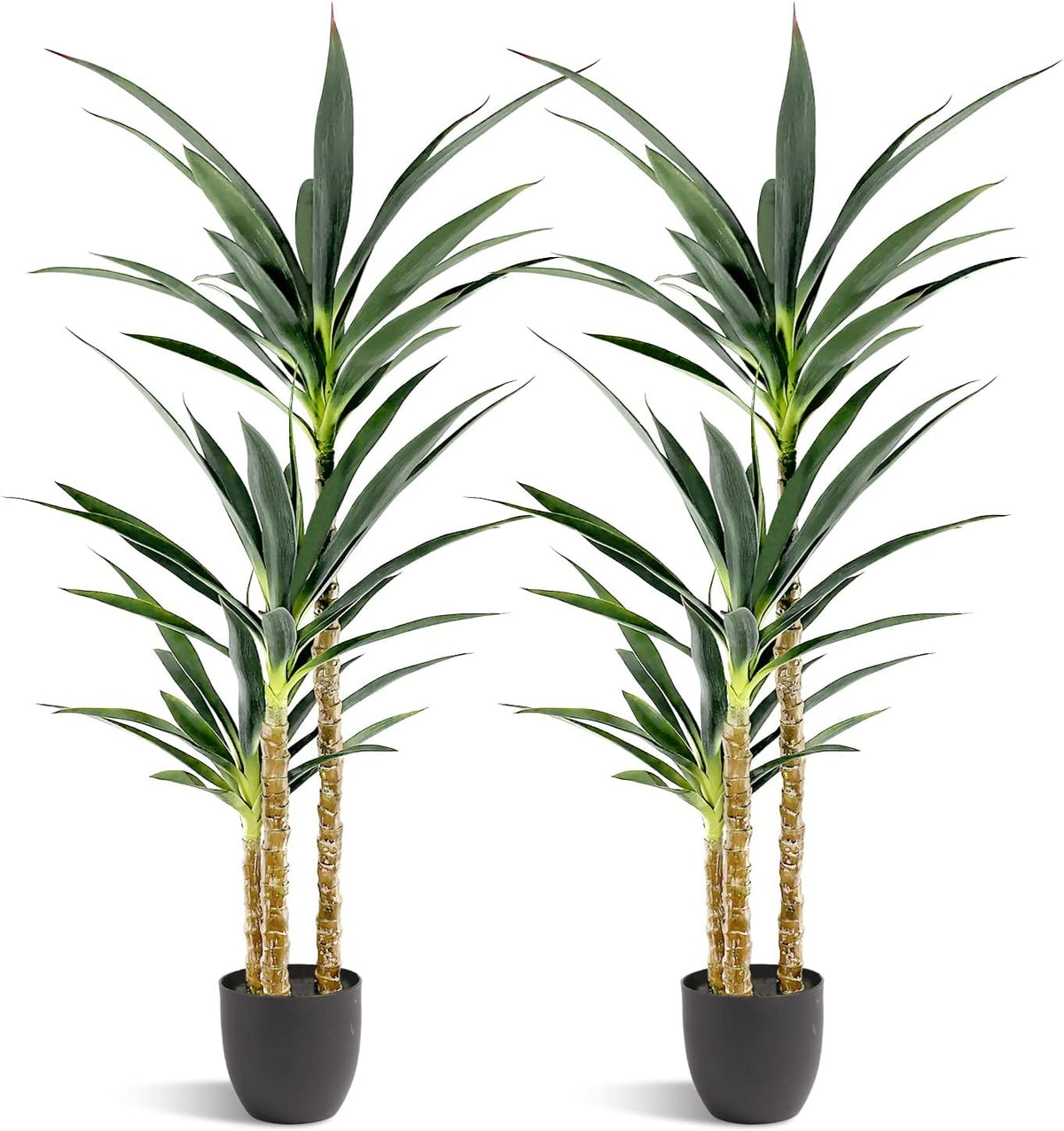 Cropped view of the plants showing upper leaves and mid trunks of two three-stem agaves against white