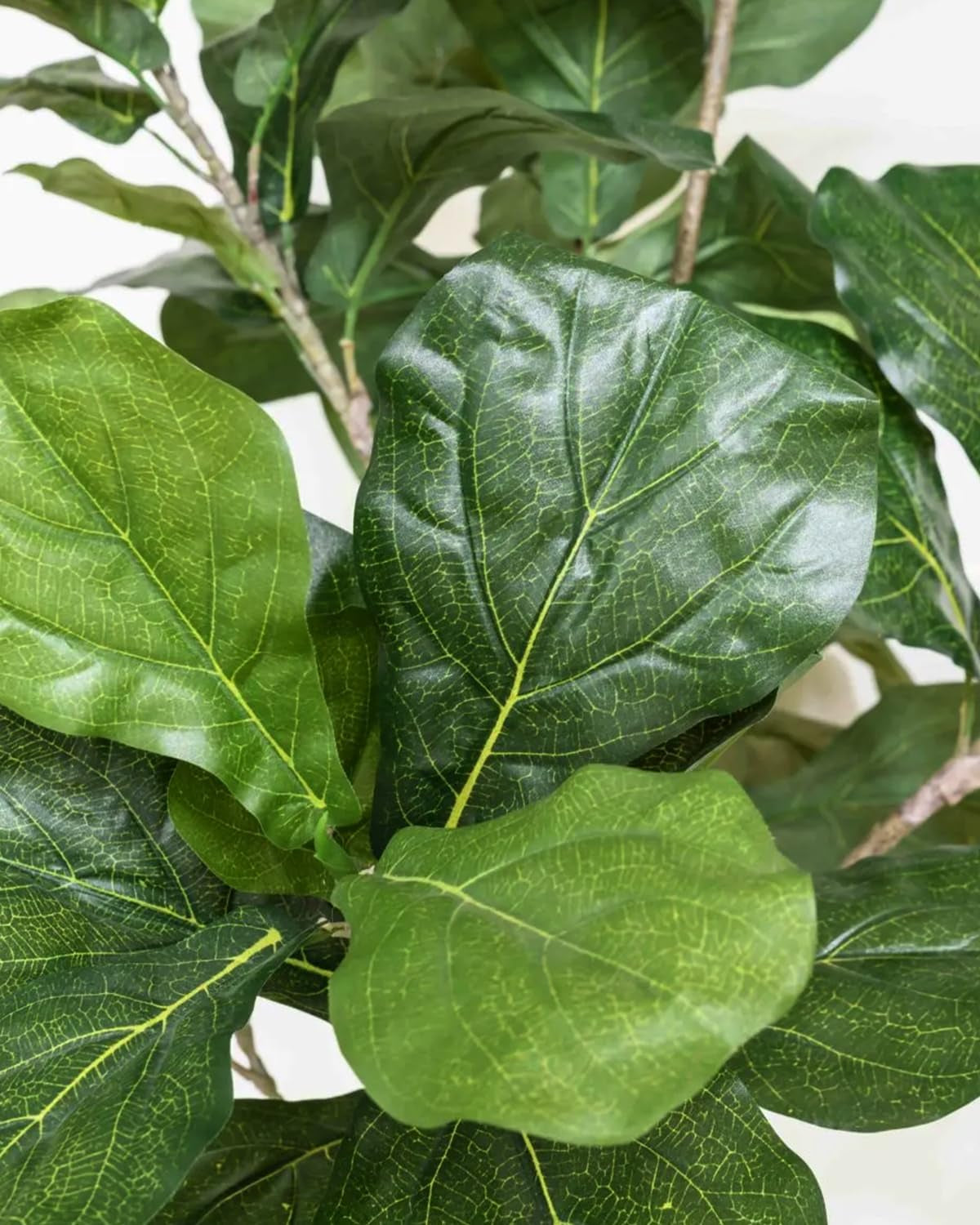 Close-up of green fiddle leaf fig leaves showing vein texture and surface detail