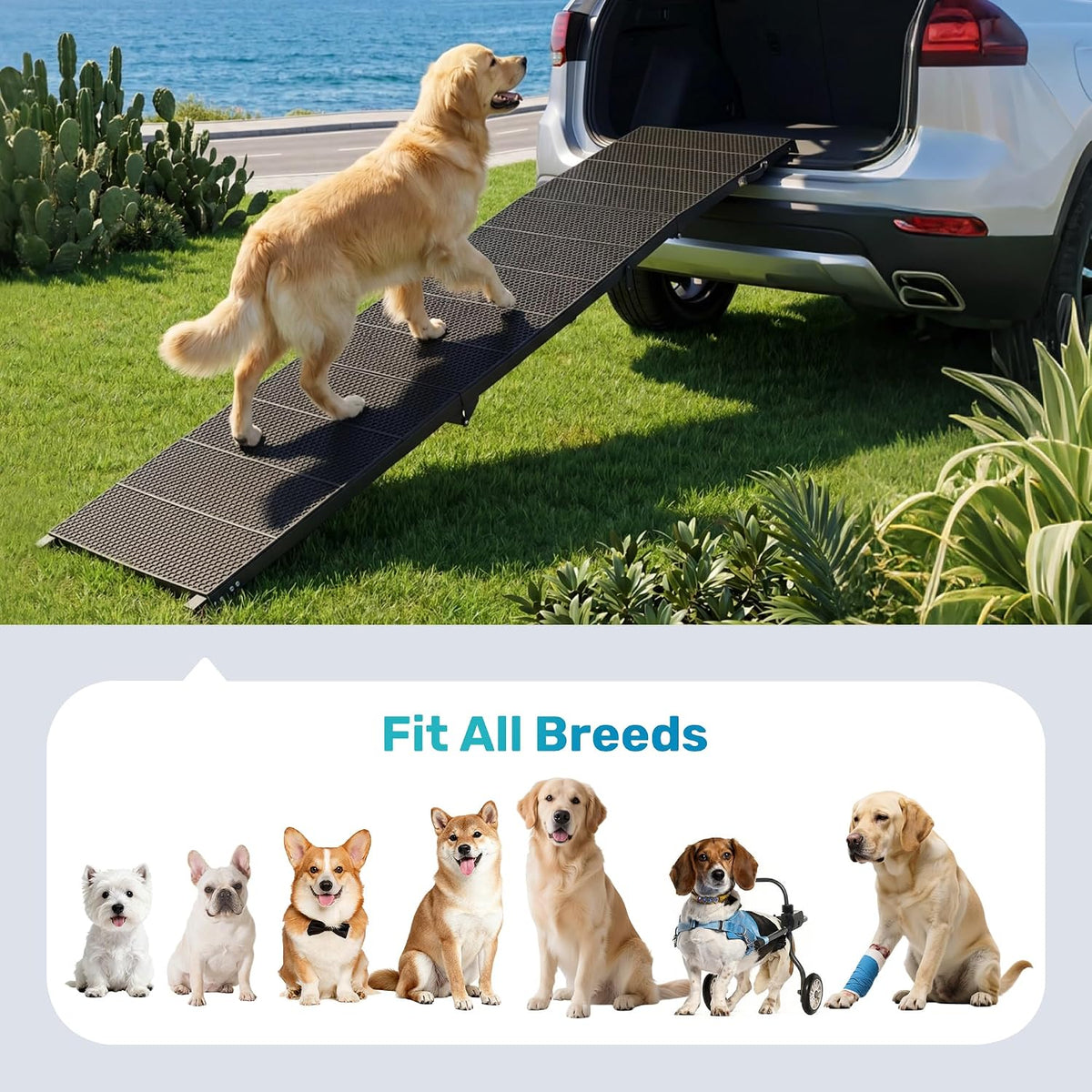 Golden retriever walking up a black folding ramp into an open SUV at the edge of a grassy coastal road.