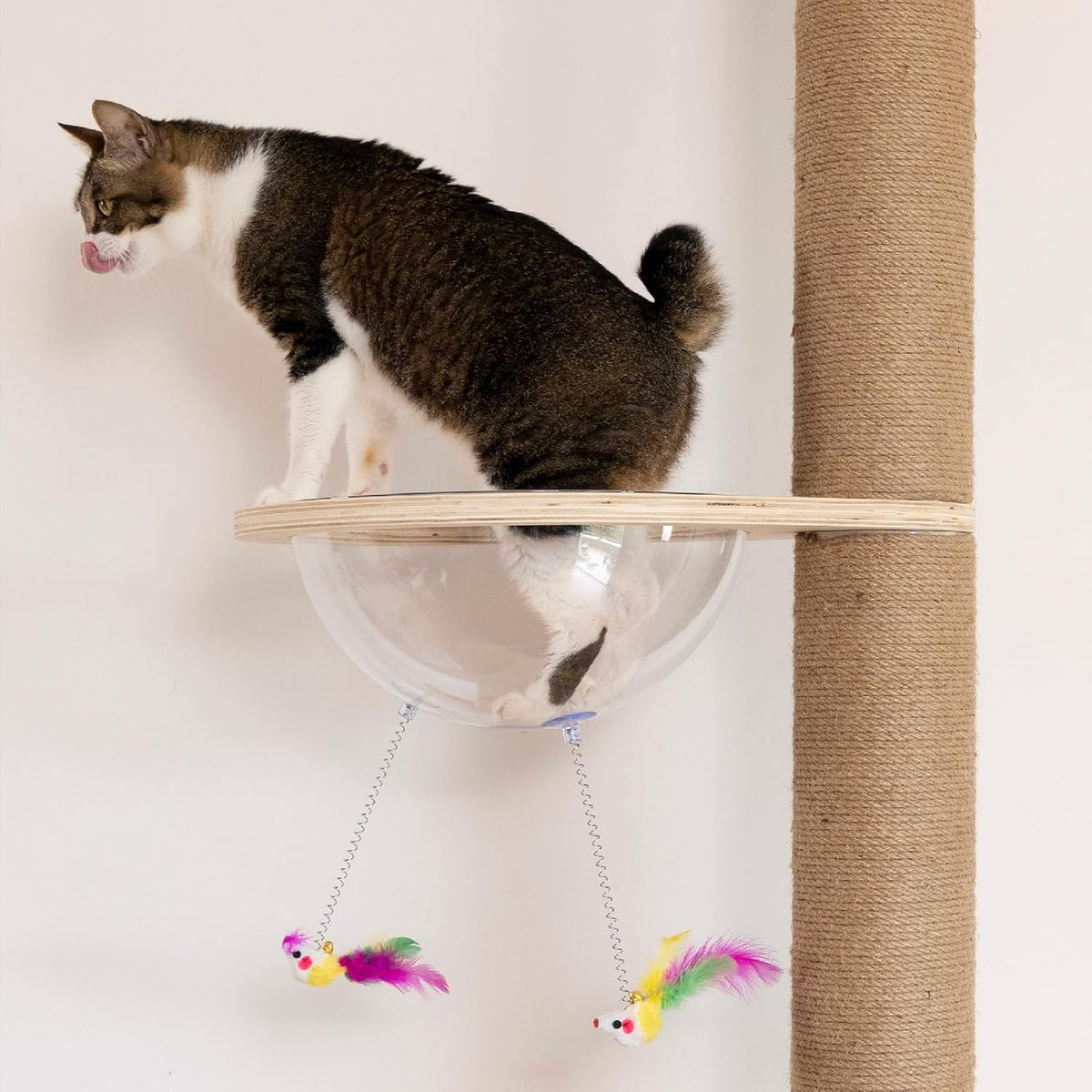 Side view of a cat standing on a wooden rim with a clear bubble perch and two dangling feather toys next to a sisal-wrapped