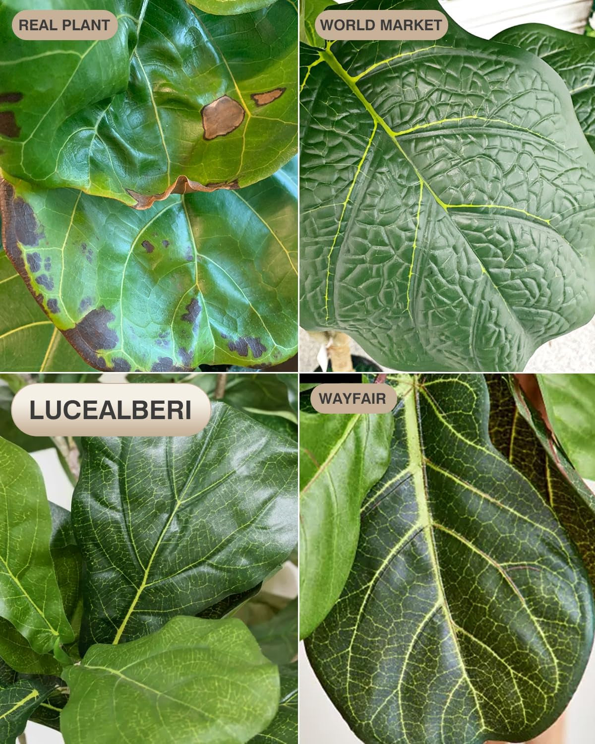 Collage of close-up fiddle leaf textures and vein patterns shown for comparison