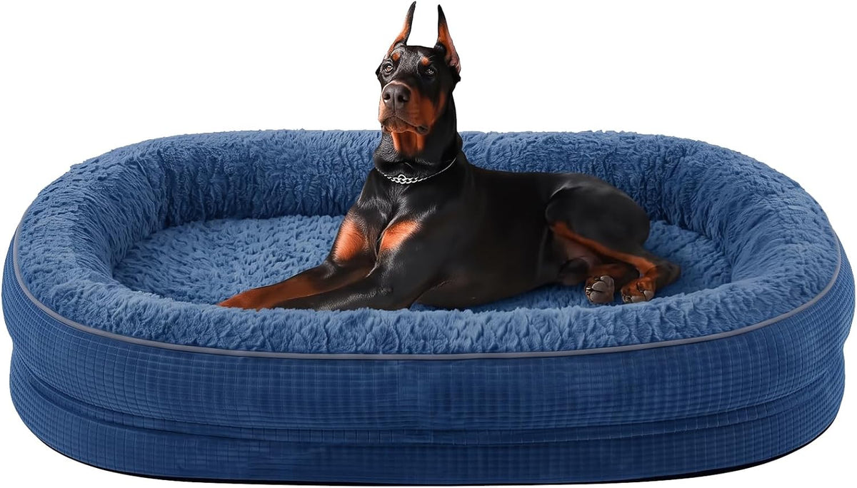 Alert Doberman sitting upright inside a blue plush oval dog bed, facing forward