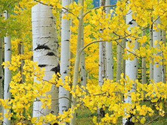 Aspen Trees Outdoor Canvas Wall Art