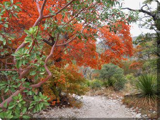Madrone & Maple Outdoor Canvas Wall Art