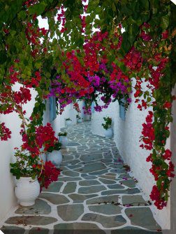 Bougainville Path Outdoor Canvas Wall Art