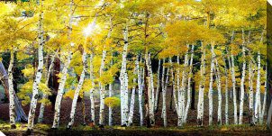 Sun On Aspens Outdoor Canvas Wall Art