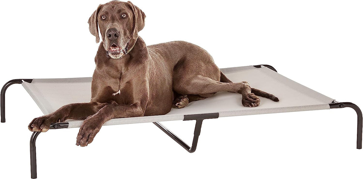 Large brown dog sprawled on a light gray elevated dog bed on a white background.