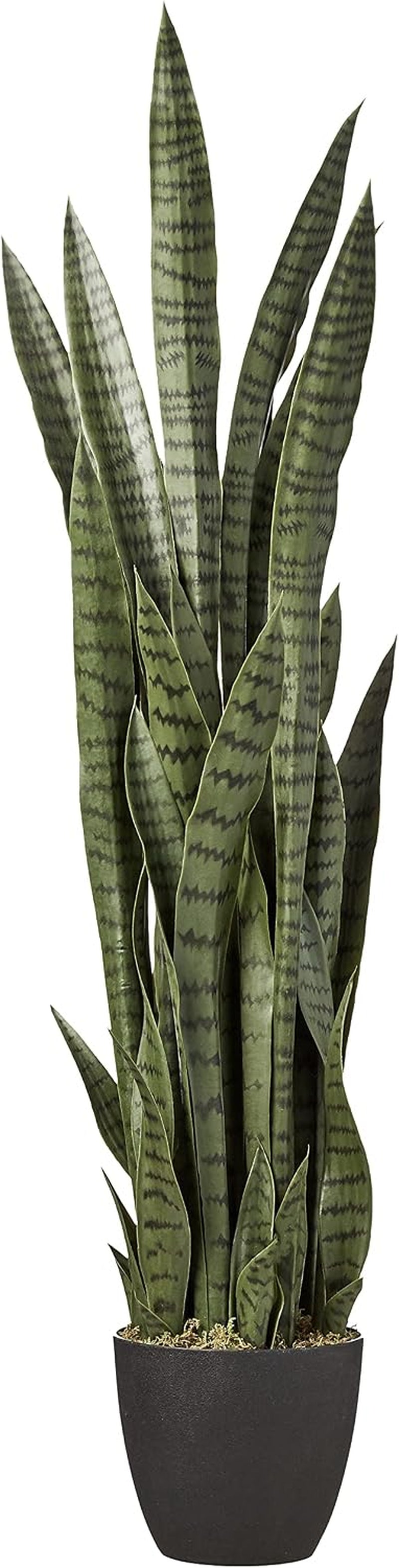 Tall Sansevieria with dark banded leaves in a black textured planter, full vertical studio view
