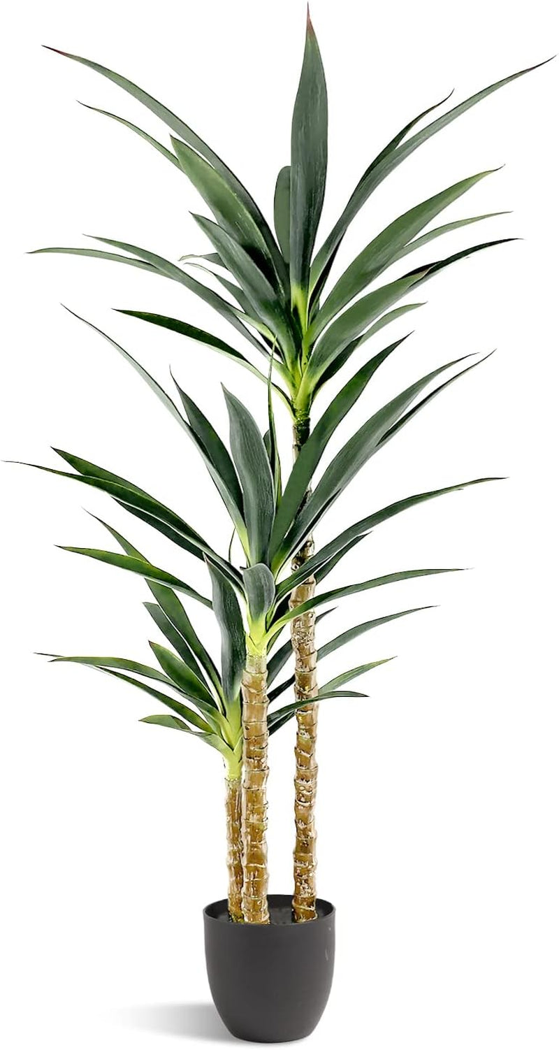 Studio cutout of the three-trunk agave in a simple black pot against a plain white background.