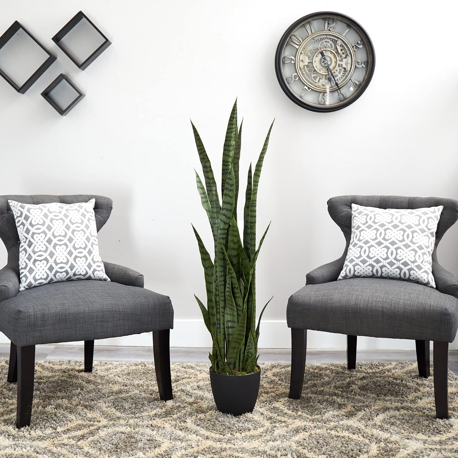 Sansevieria in a black planter placed between two grey accent chairs on a rug in a living area setting