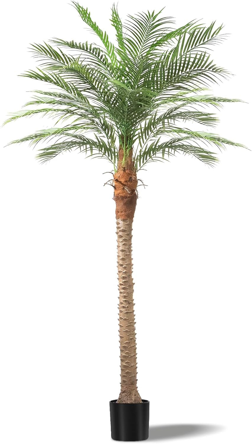Single palm centered on white, highlighting the long textured trunk and dense crown with a shadow at the base.