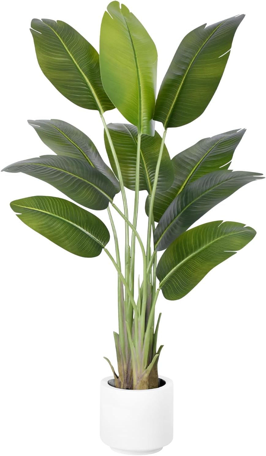 Close studio view of clustered long banana-like leaves and visible stalk bases in a white planter