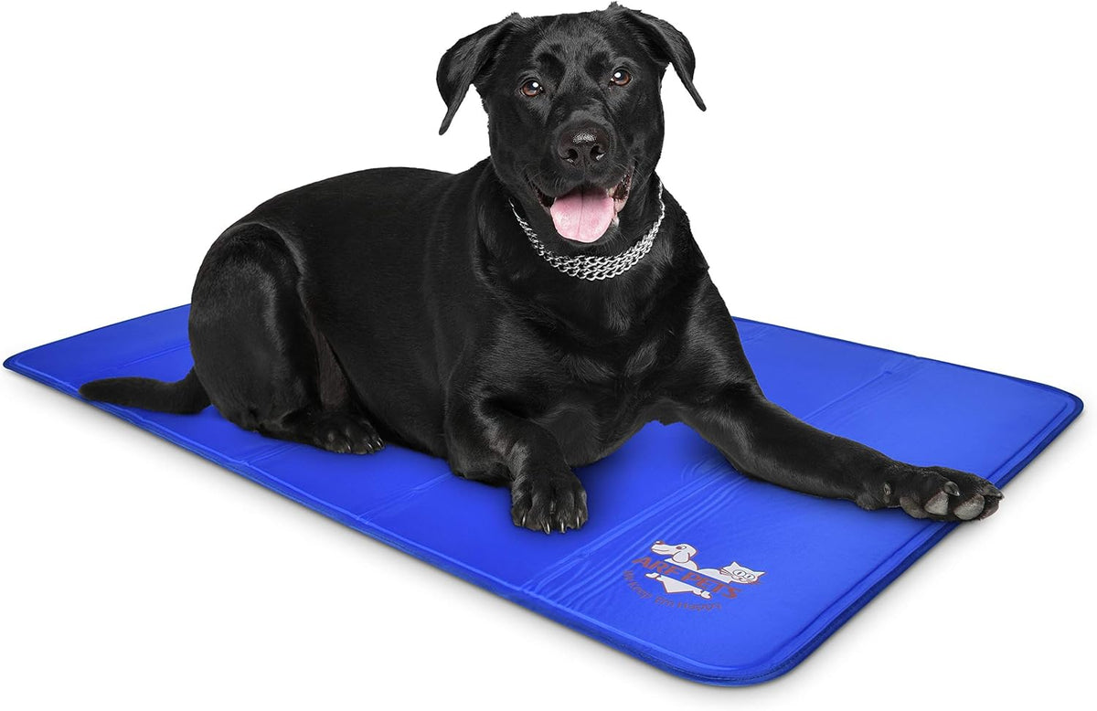 Black Labrador lying on a bright blue rectangular cooling mat on a white background