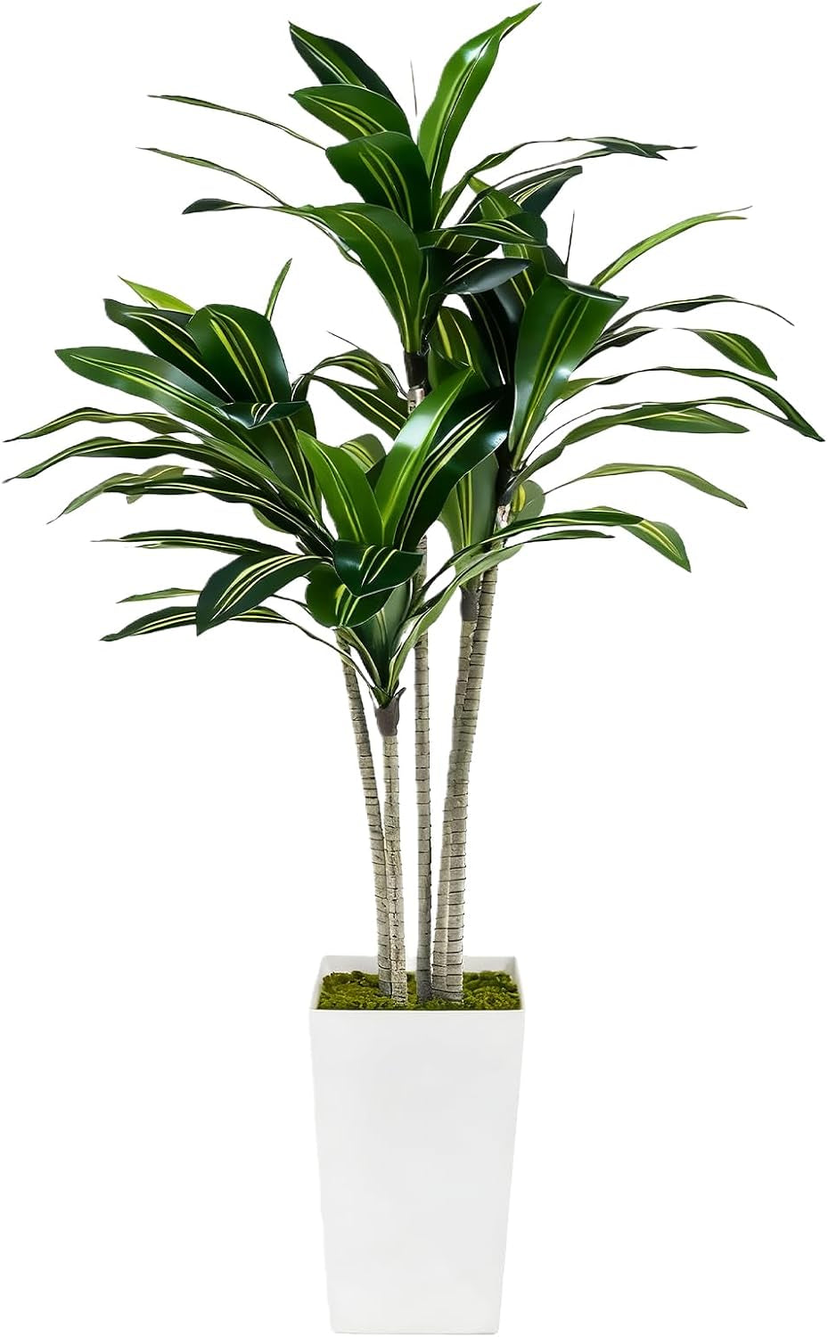 Three slender, ribbed trunks rising from a tall square white pot with surface moss, topped by clusters of long narrow green