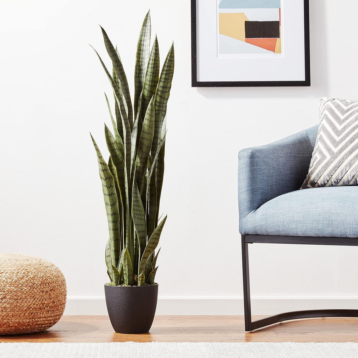 Tall snake plant in a black pot on a wood floor beside a blue upholstered chair and woven pouf.