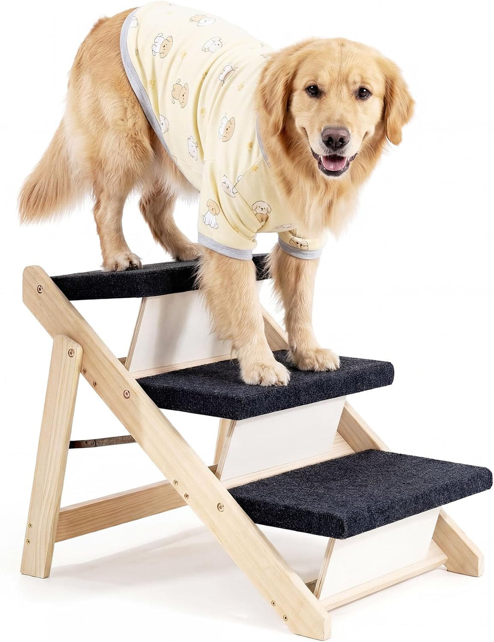 Studio shot of a golden retriever wearing a yellow shirt standing on the top two carpeted steps against a white background.