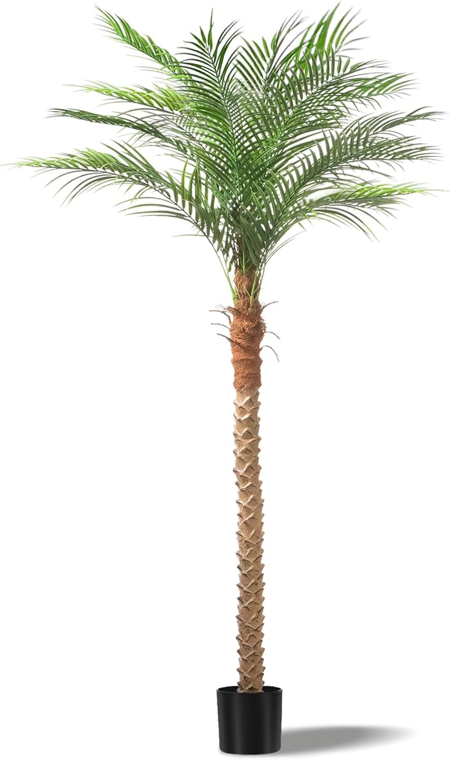 Full-length isolated shot showing one tall textured palm trunk with fibrous crown, arching green fronds and black pot.